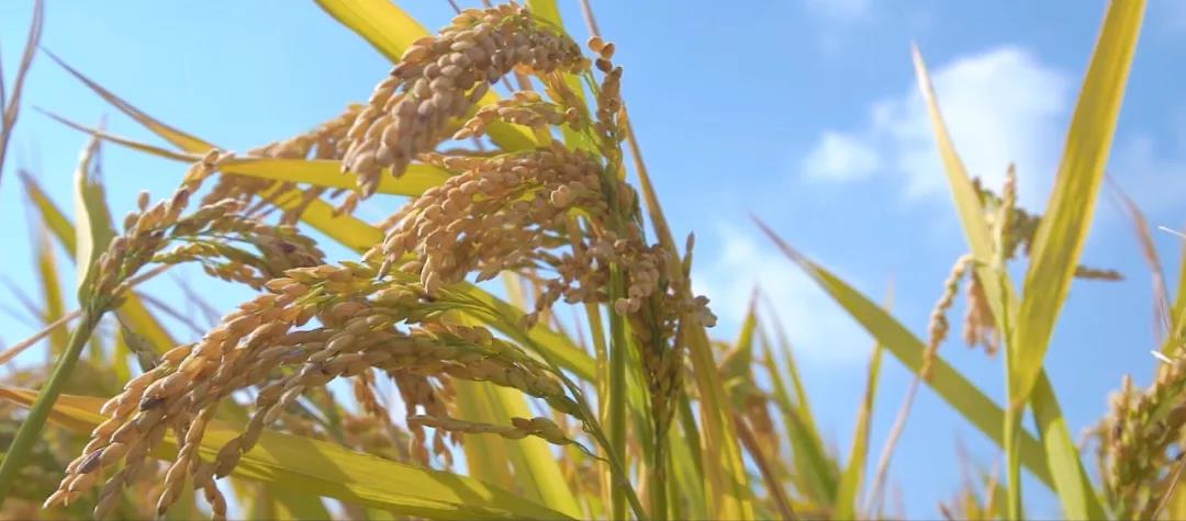 Z6尊龙·凯时(中国)-官方网站