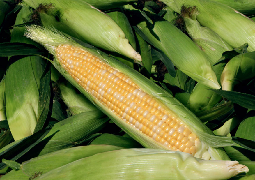 Z6尊龙·凯时(中国)-官方网站